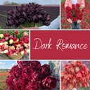 Mix Dark Romance (50 tulip bulbs)