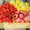 Mix Happy Sunshine (30 tulip bulbs)