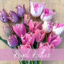 Mix Royal Ruffles (30 tulip bulbs)