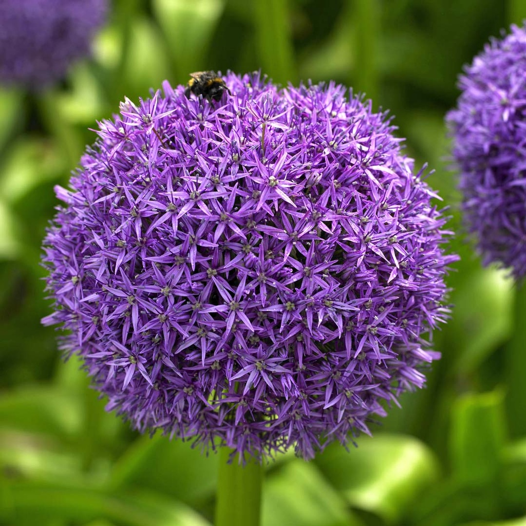 Allium Globemaster 1 bulb