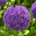 Allium Globemaster 1 bulb