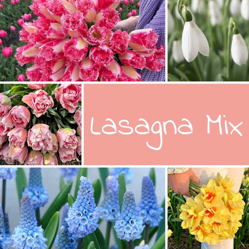 Mix Lasagna (50 flowerbulbs)