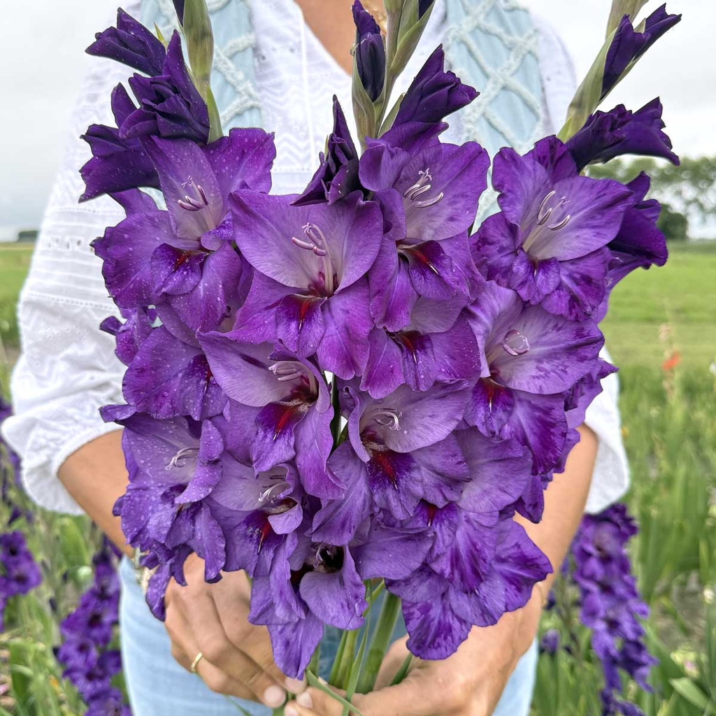 Gladiolus Cookie