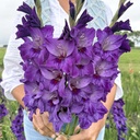 Gladiolus Cookie