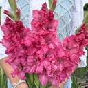 Gladiolus Sweet Love