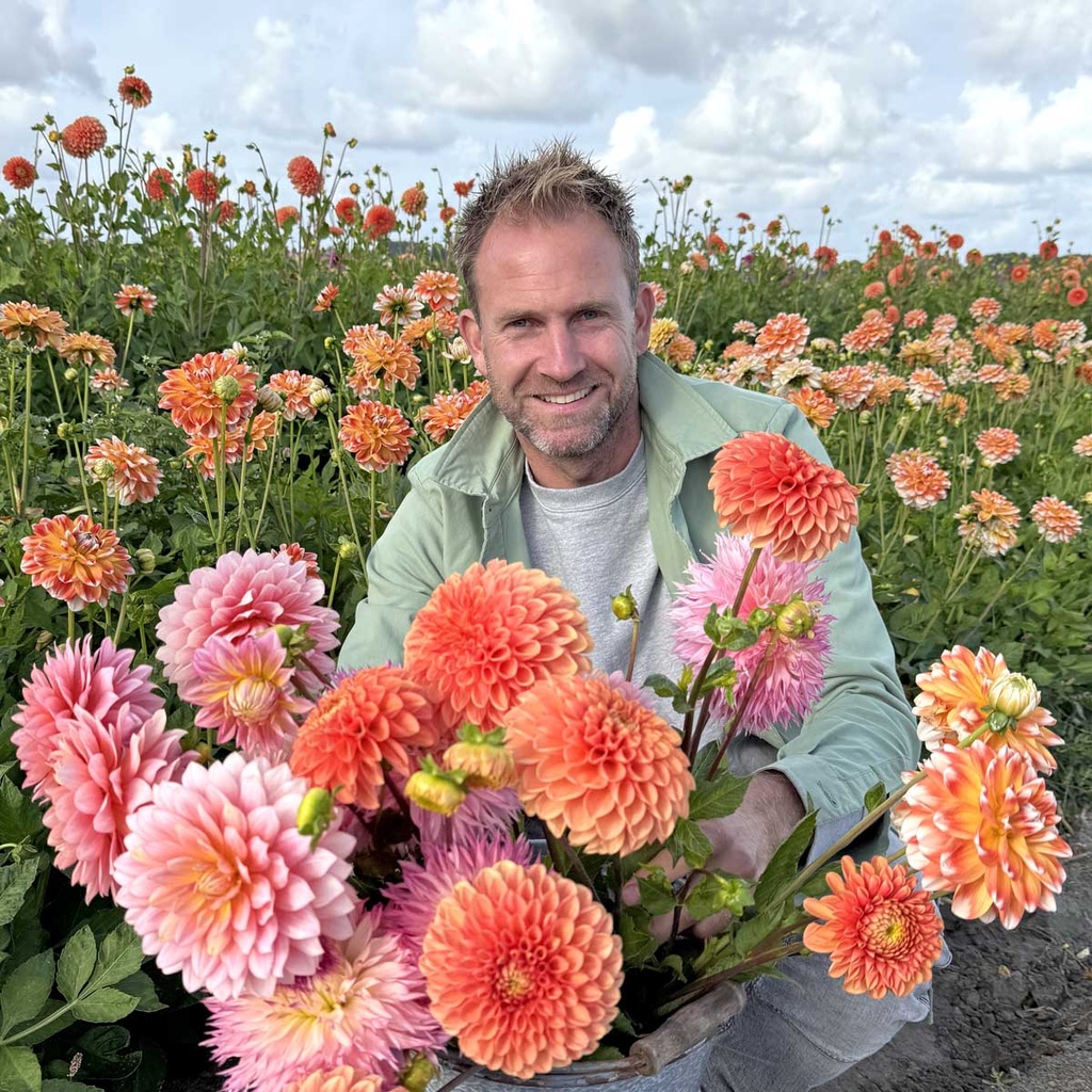 Mix of Farmer Tom’s favourite dahlias (7 dahlias)