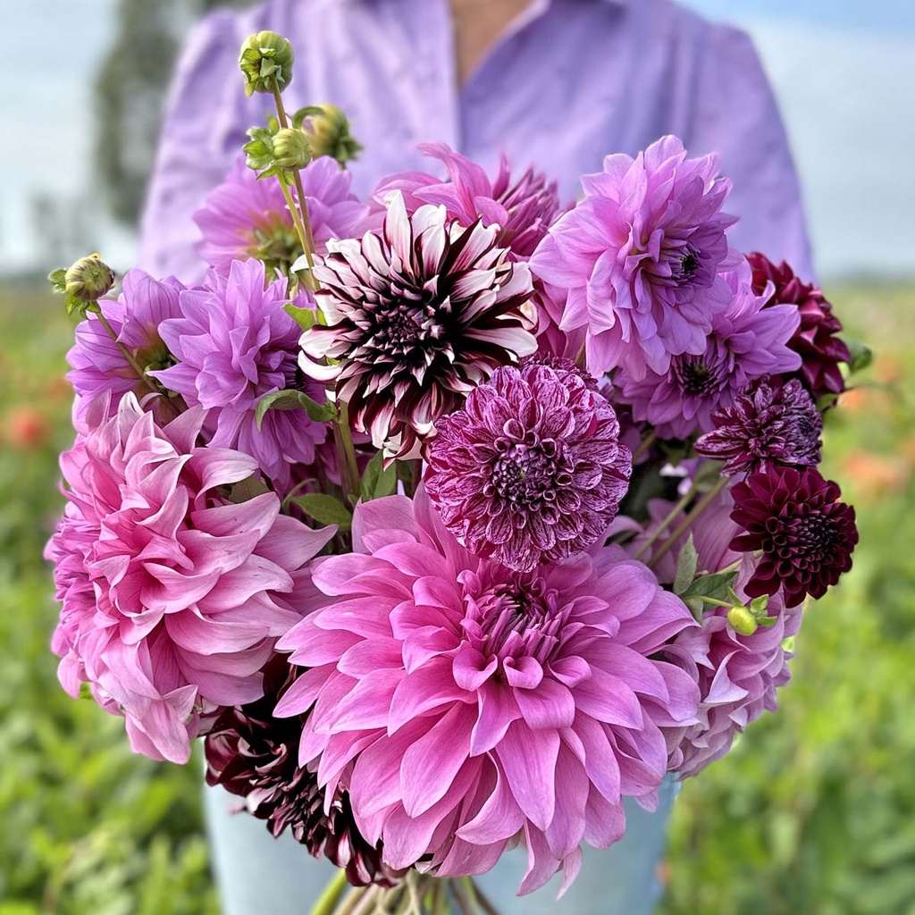 Mix Purple Passion (5 dahlias)