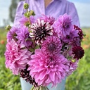 Mix Purple Passion (5 dahlias)