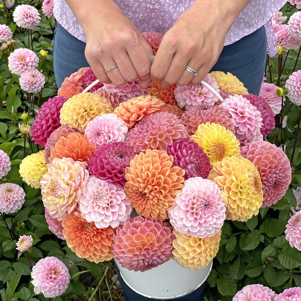 Mix Ball Beauties (5 dahlias)