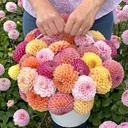 Mix Ball Beauties (5 dahlias)