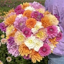Mix Dahlia Starter Pack (7 dahlias)