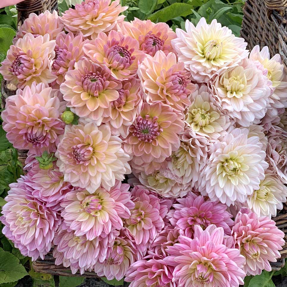 Mix Pastel - 3 dahlias