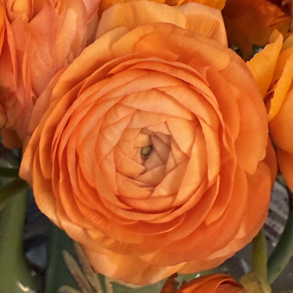 Ranunculus Elegance Clementine®