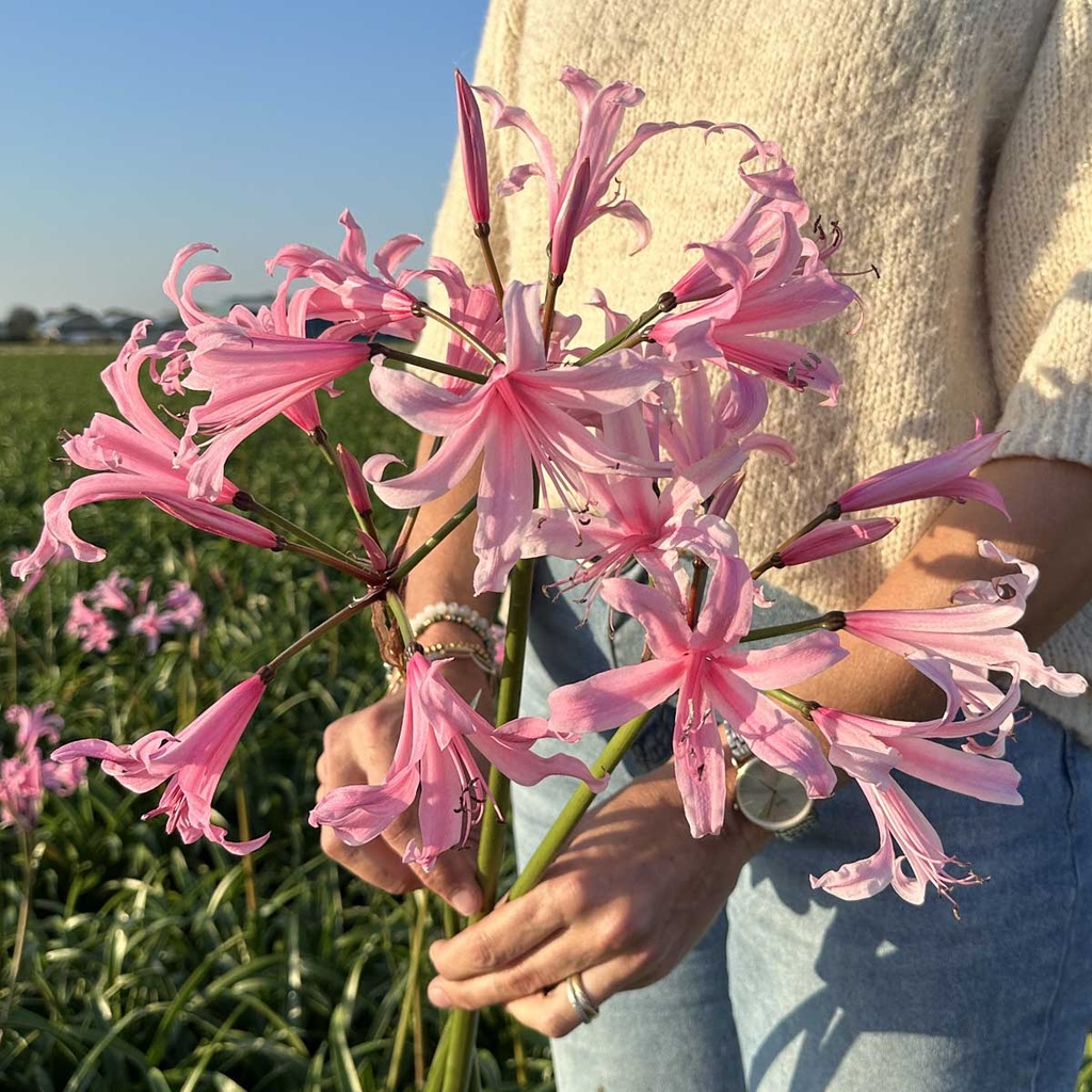 Nerine Amandi