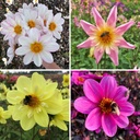 Mix Butterfly & Bee Attractors Mix (5 dahlias)