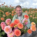 Mix of Farmer Tom’s favourite dahlias (7 dahlias)
