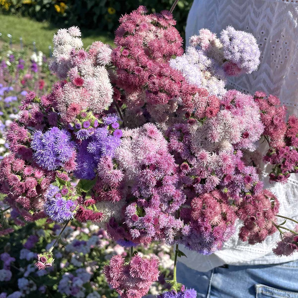 Ageratum Timeless Mix (floss flower)