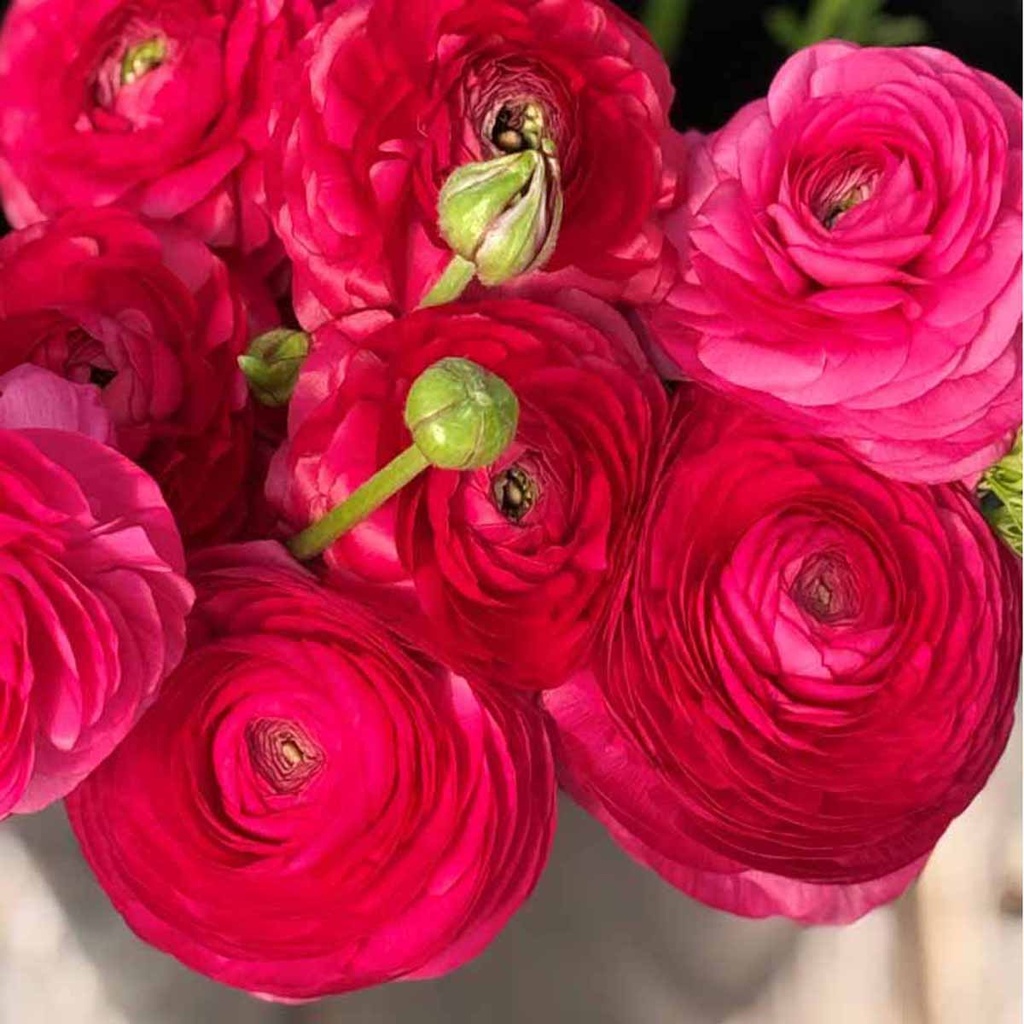 Ranunculus Elegance Ciclamino® Hot Pink