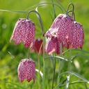Fritillaria Meleagris 25x