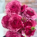 Ranunculus Elegance Viola®