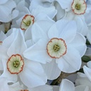 Actaea