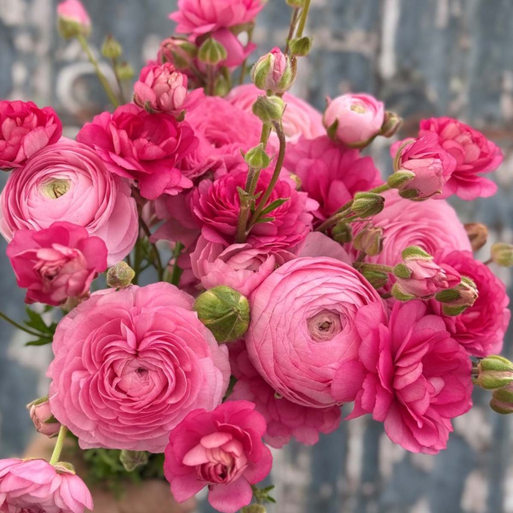Ranunculus Natura Moderna Dolce