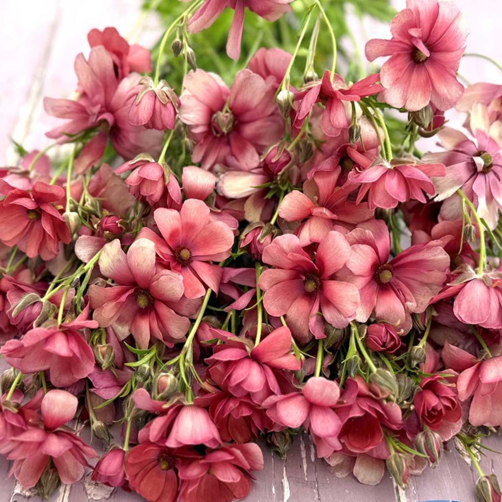 Ranunculus Natura Moderna Energia