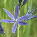 Camassia Caerulea 10x