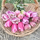 Mix Pretty in Pink (50 bulbs)