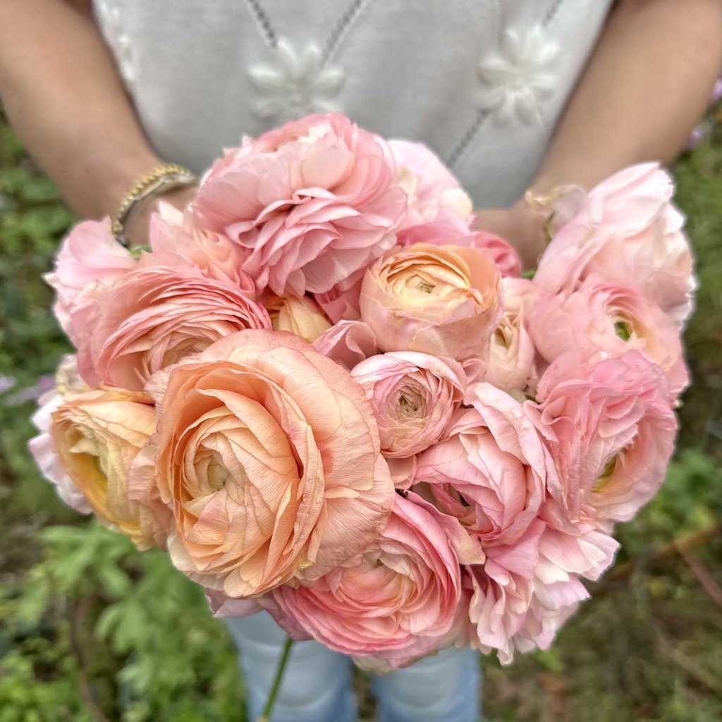 Ranunculus Elegance Pastello - 25x