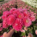 Melody Pink Allegro