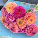 Mix Ball Fiesta (3 dahlias)