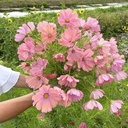 Cosmos Apricotta