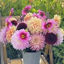 Mix Summer (5 dahlias)