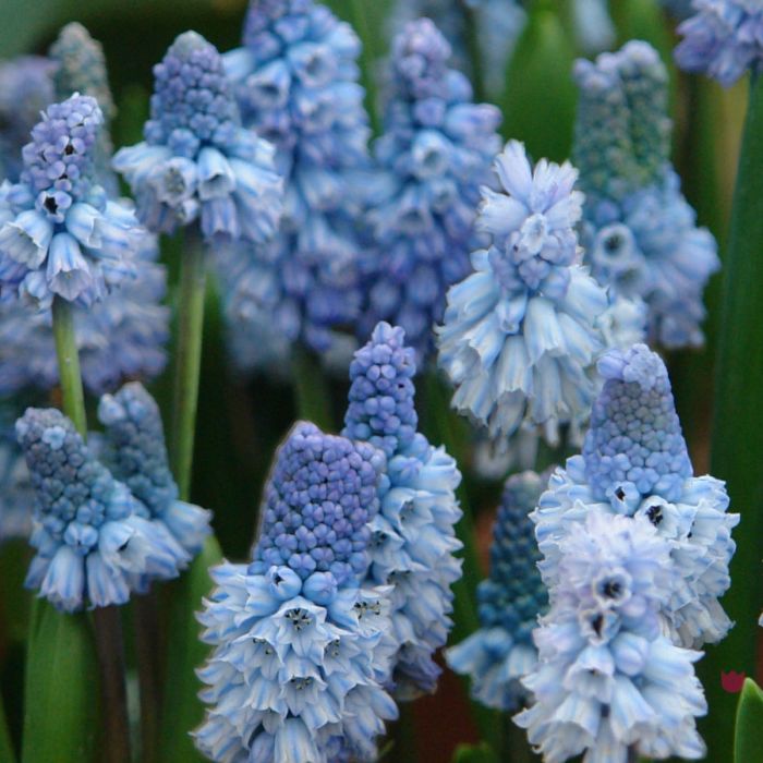 Muscari Azureum pack of 10