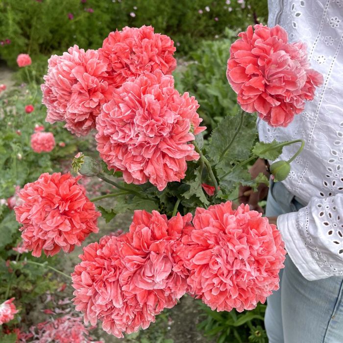 Papaver Frosted Salmon Peony