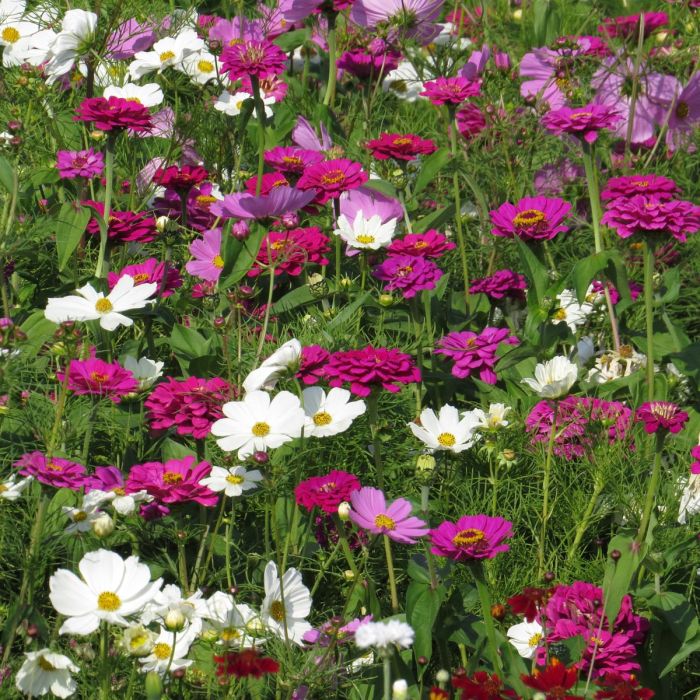 Flower blend Pink Cloud