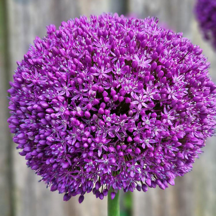 Allium Ambassador pack of 1