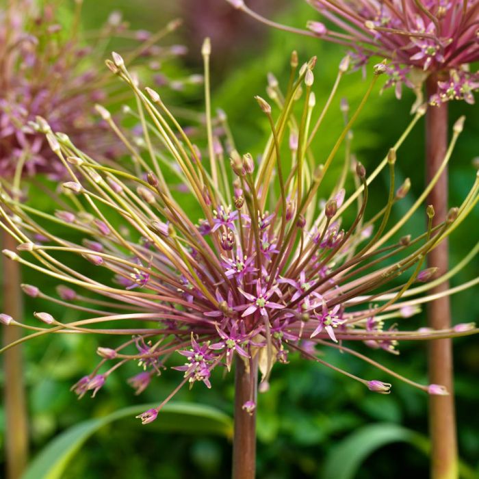 Allium Schubertii pack of 3