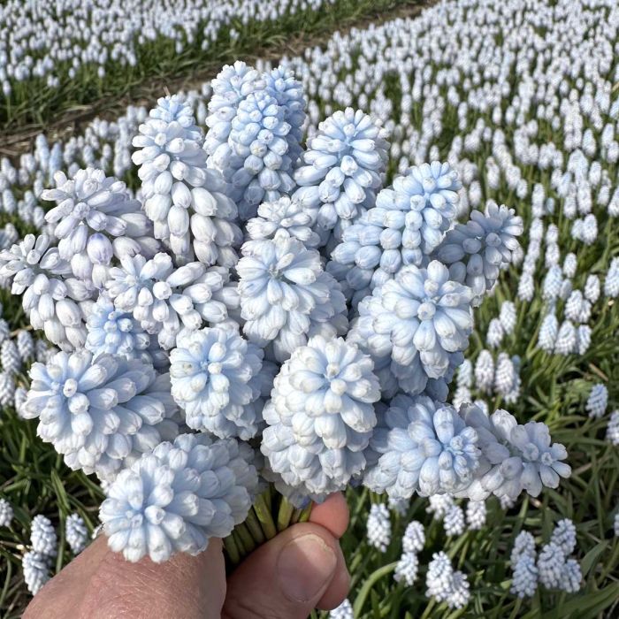 Muscari Baby's Breath pack of 10