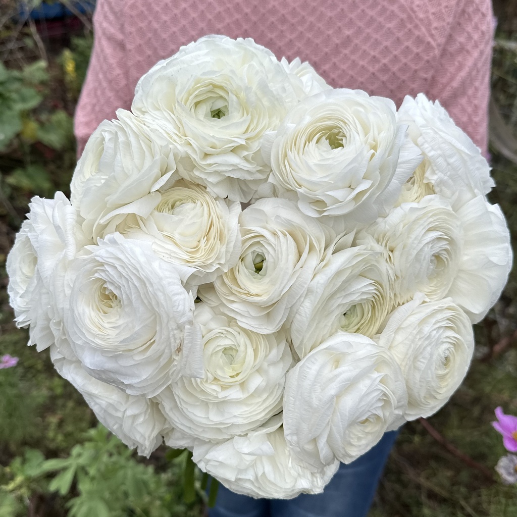 Ranunculus Elegance Bianco®