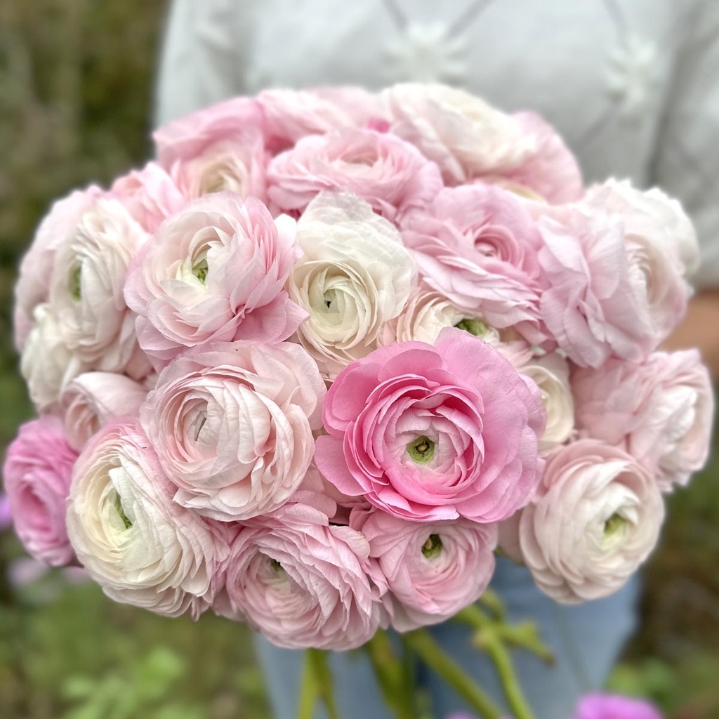Ranunculus Elegance Bianco Sfumato®