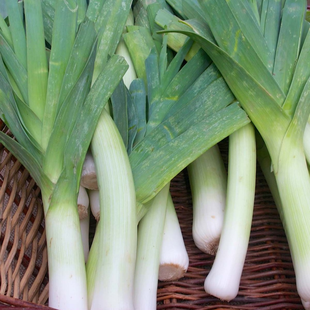 Bluegreen Autumn Leek 