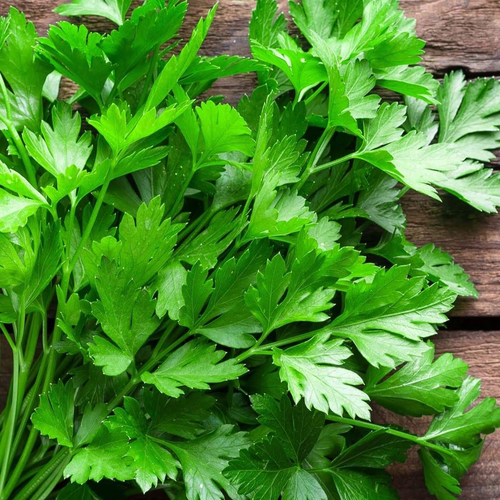Parsley Amsterdam