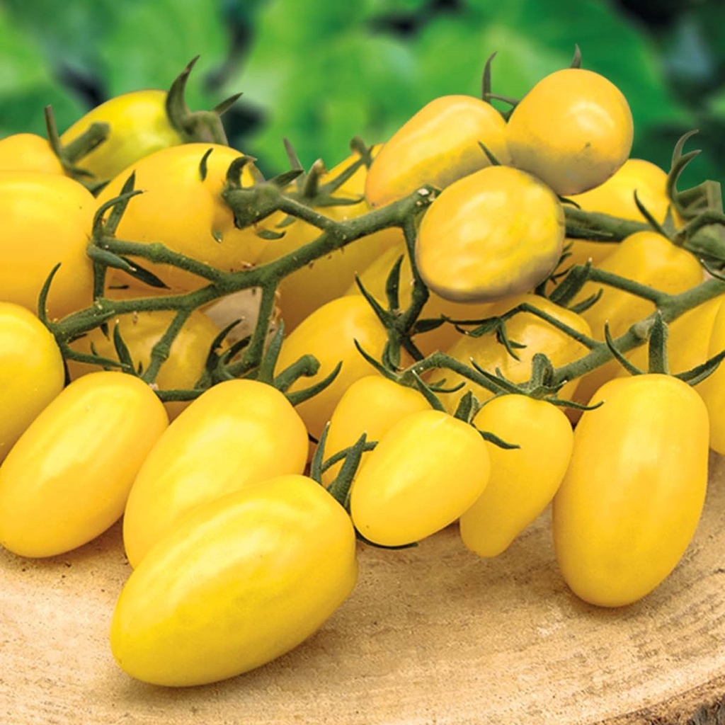 Snack Tomato Dattolime F1