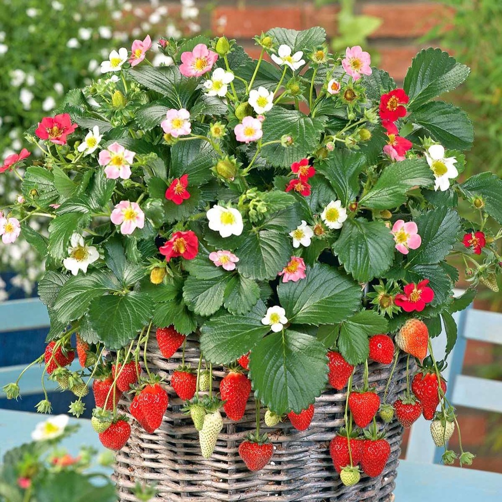 Strawberry Rainbow Treasure F1