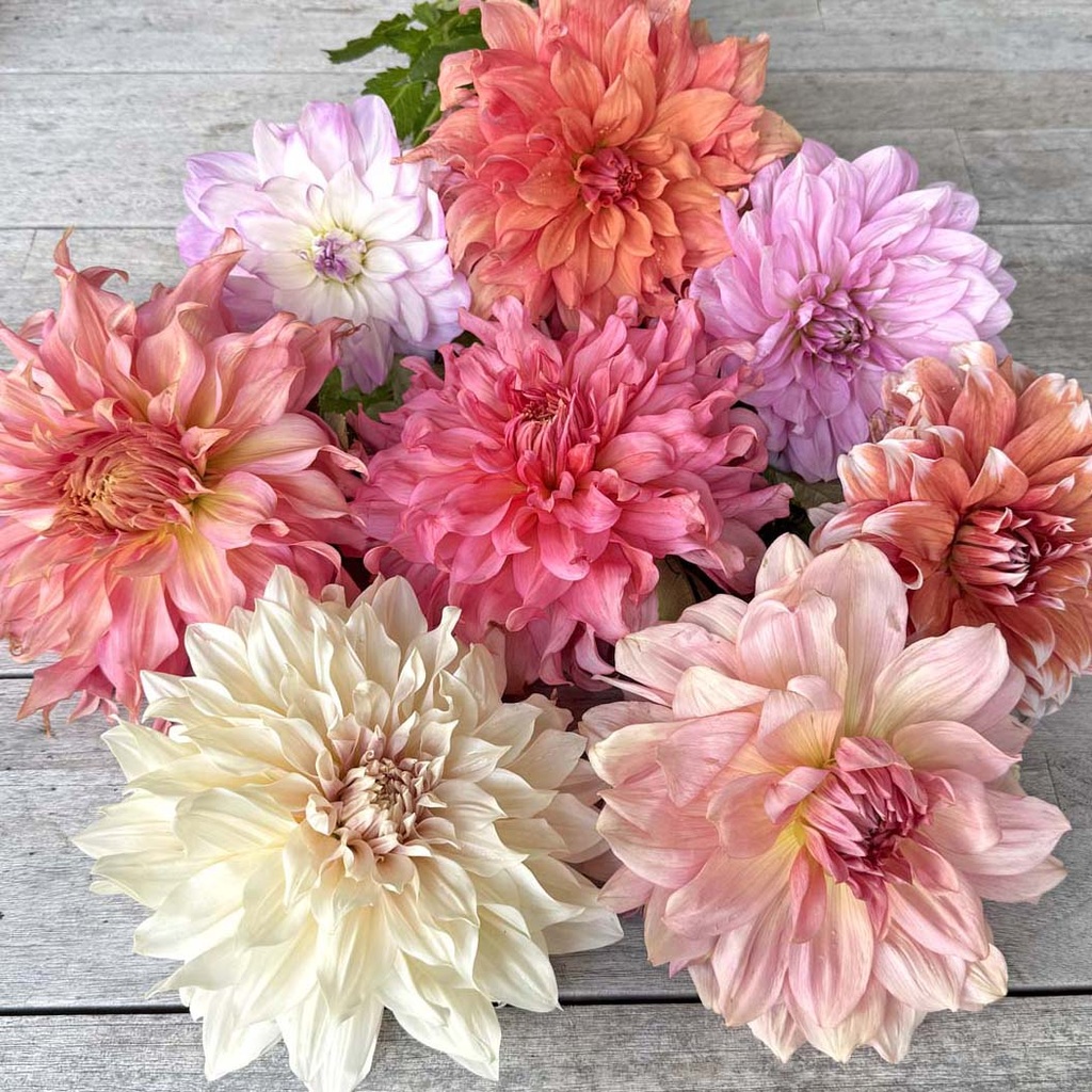 Mix Dinnerplate Divas (8 dahlias)
