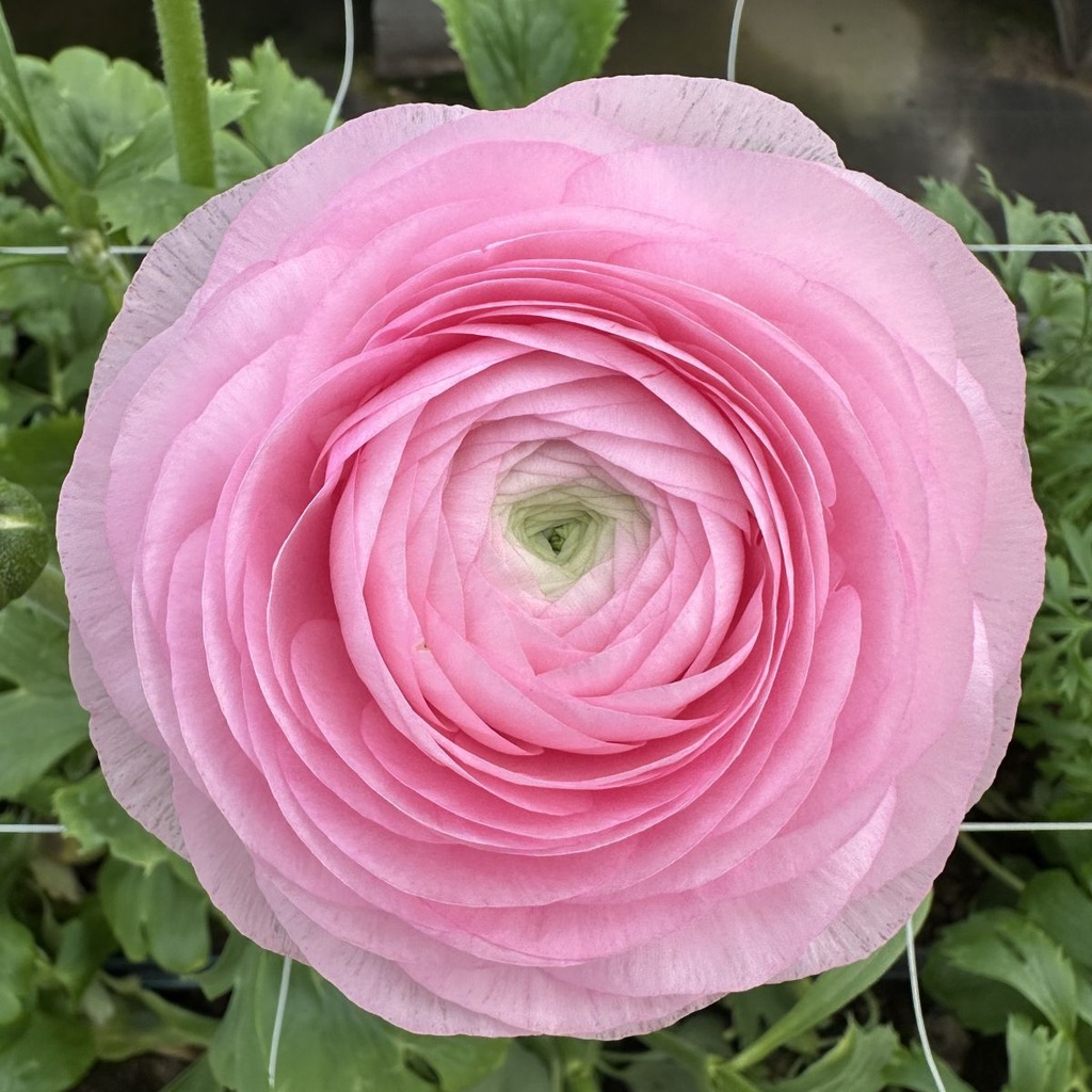 Ranunculus Elegance Rosa Chiaro®