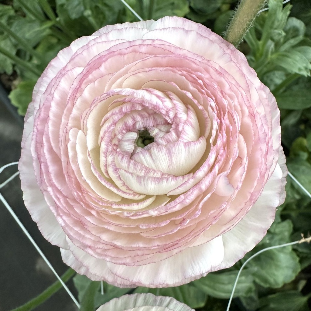 Ranunculus Elegance Striato®