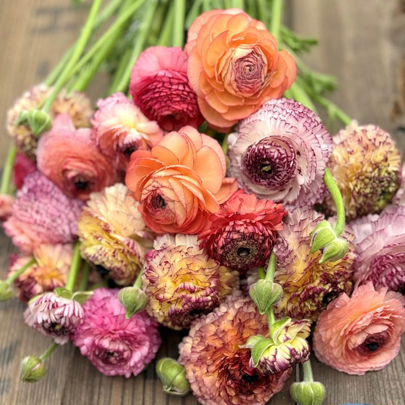 Ranunculus Elegance Pastello Striato mix®
